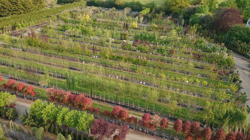 Nursery drone footage
