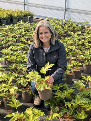 Kersten Catella - Wyevale Nurseries 