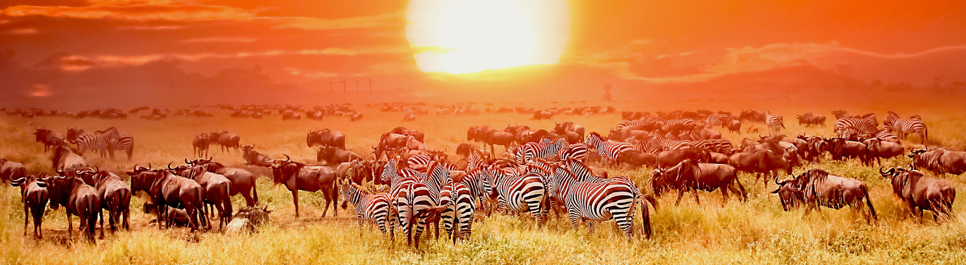 aef 2023 Kenya - zebrAS in national park with wind turbines
