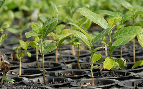 Congo's SNPC Highlights EcoZamba Reforestation Initiative at COP29