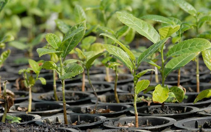 Congo's SNPC Highlights EcoZamba Reforestation Initiative at COP29