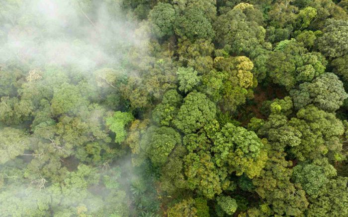 Congo: Balancing Hydrocarbon Development and Sustainable Forestry