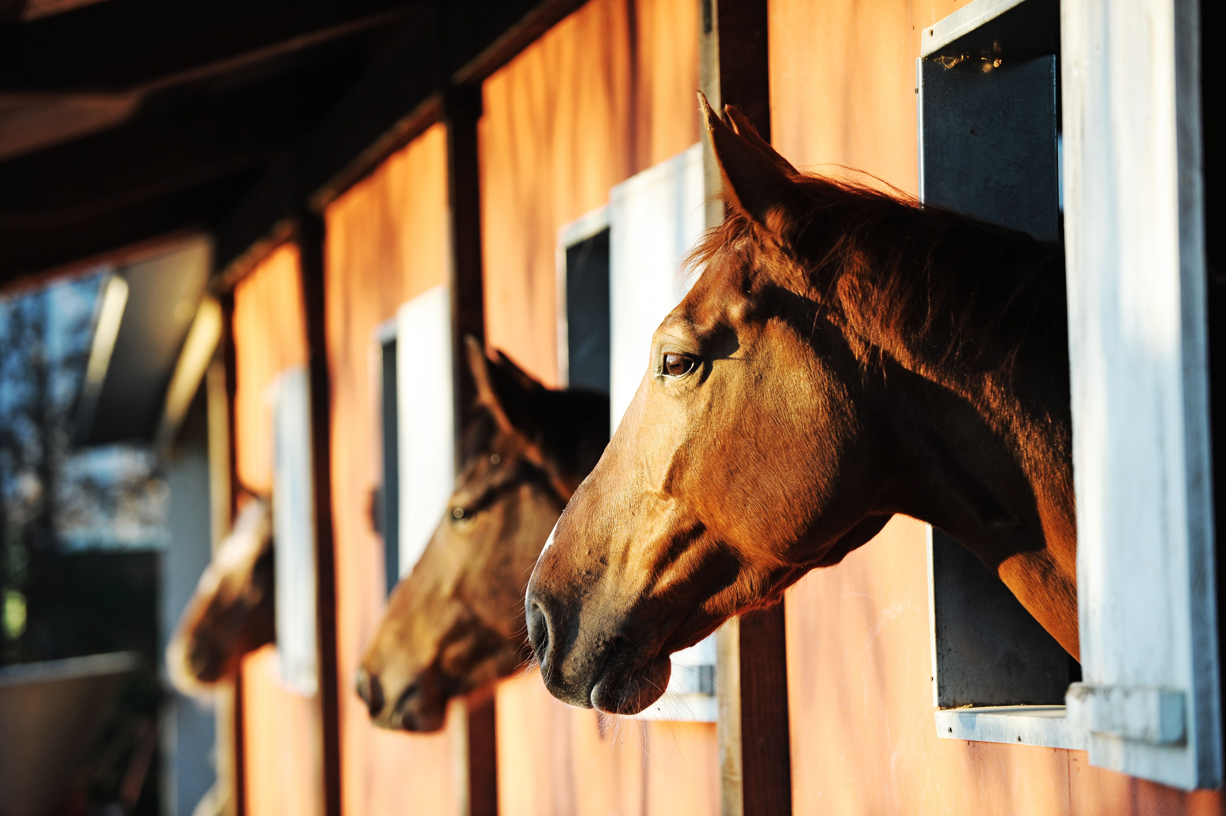 horse feed