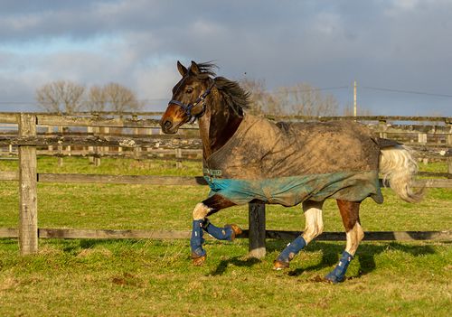 Equi-Chaps Hardy Chaps