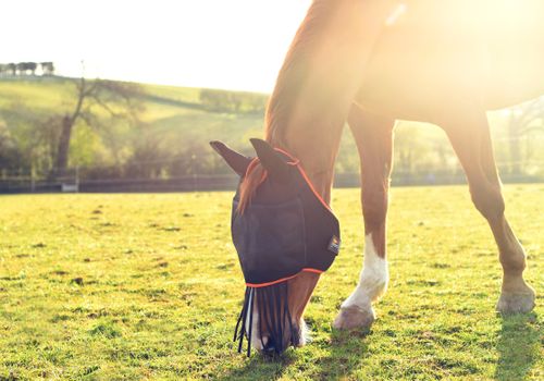 Field Relief Midi Fly Mask With Ears