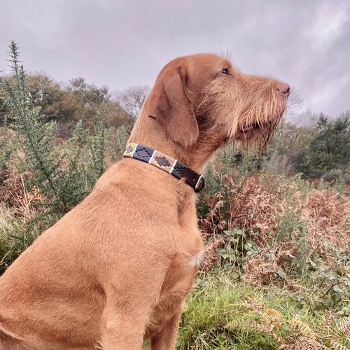 Dog Collars