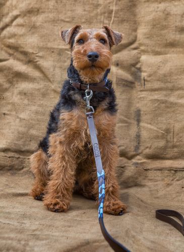 Dog Leads