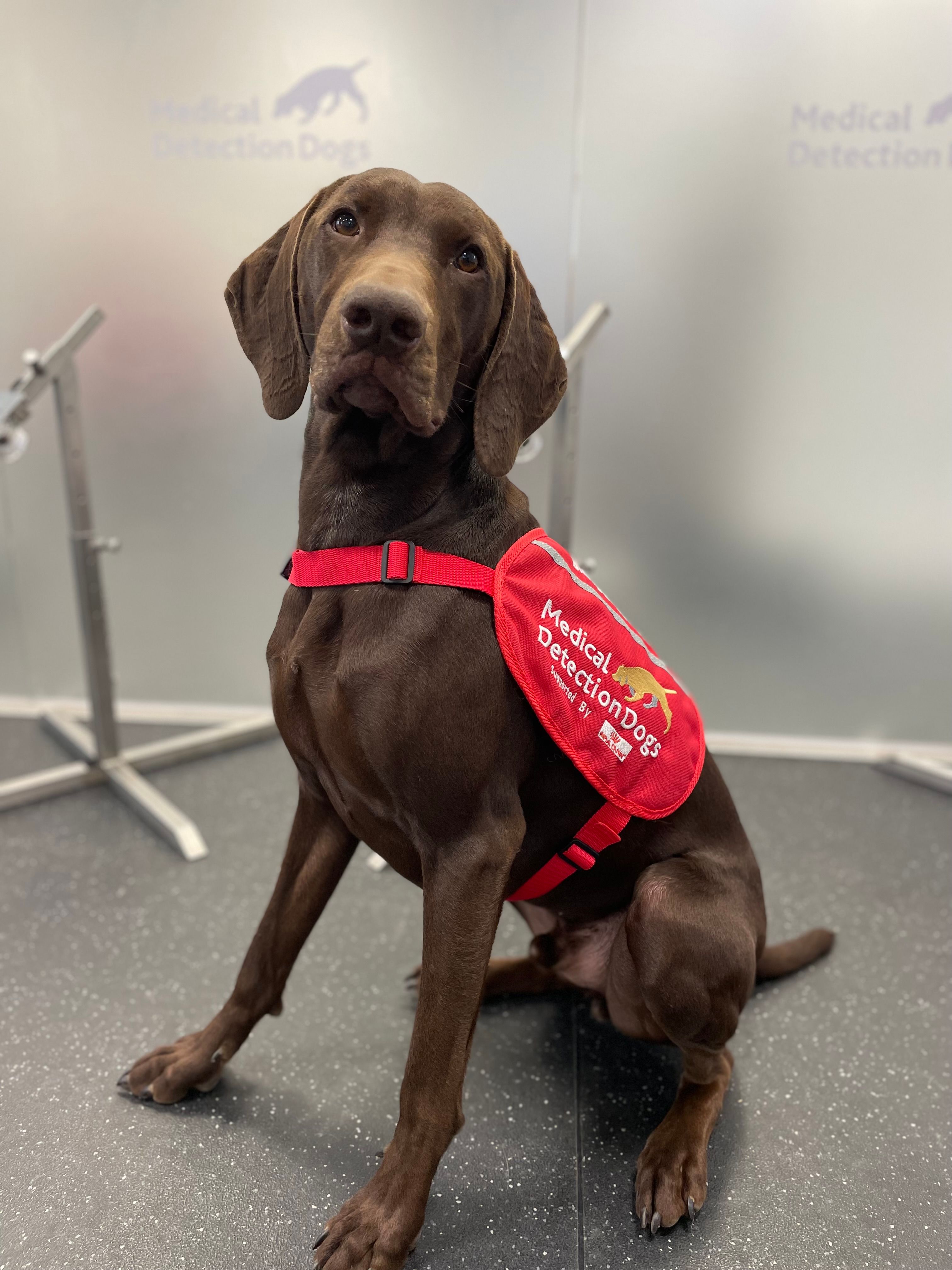 BETA International announces Medical Detection Dogs as Charity of the Year for 2024