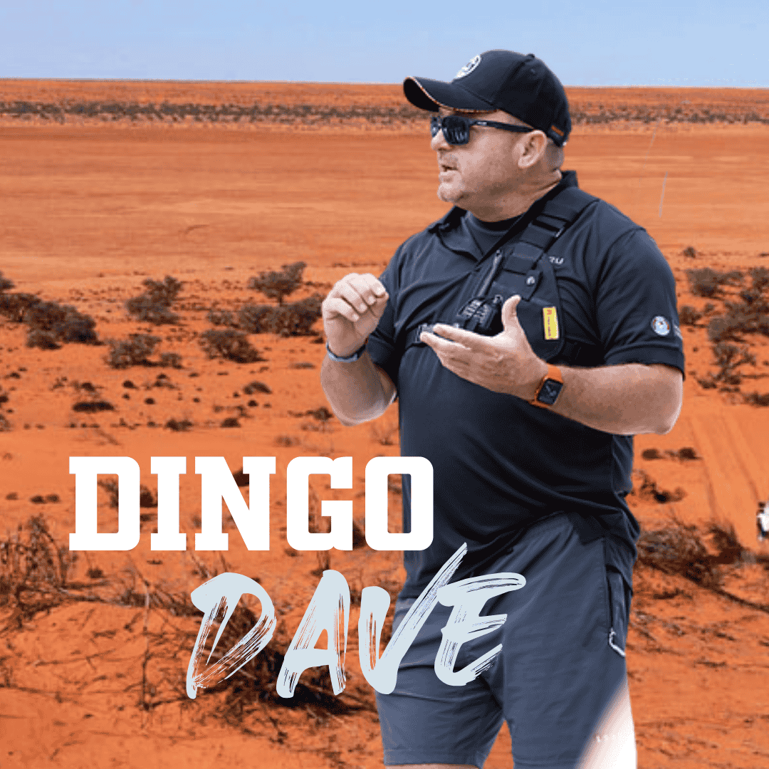 Dingo Dave