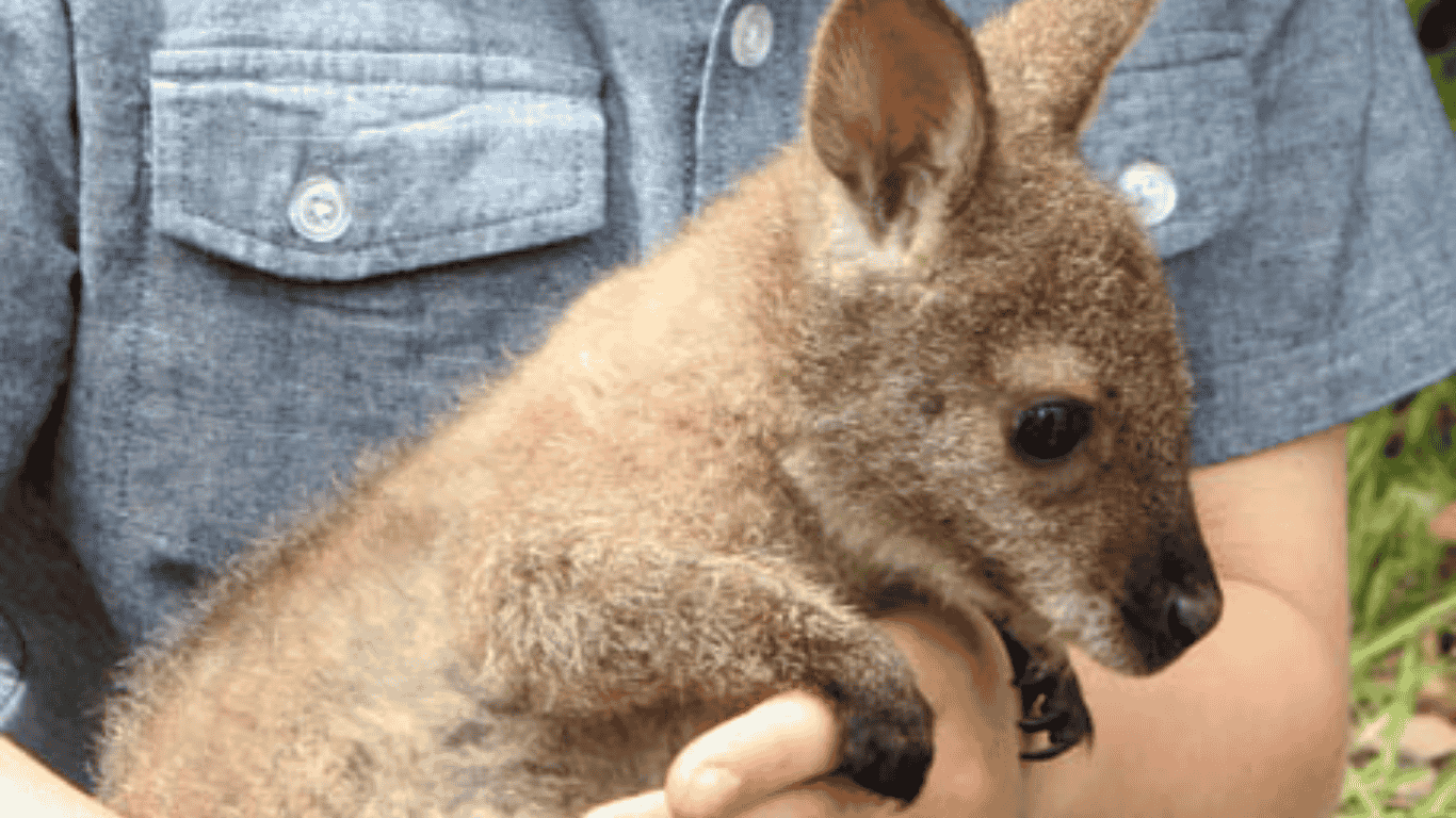 Wildlife Kangaroo