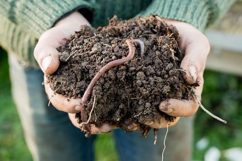 Biodiversity in soil - why it matters to us all