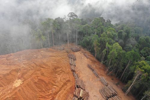 Palm Oil - why banning it might not be the answer