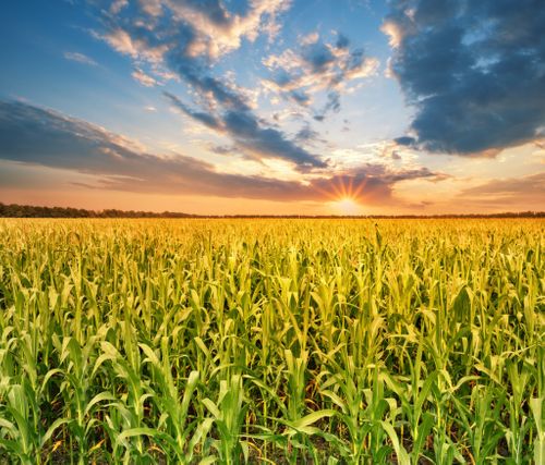 Plant-based foods within healthy sustainable diets