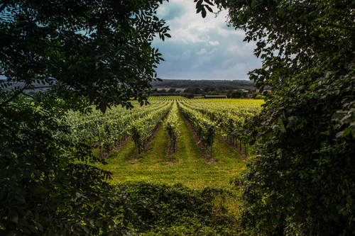 The history of english wine - and its sparkling future