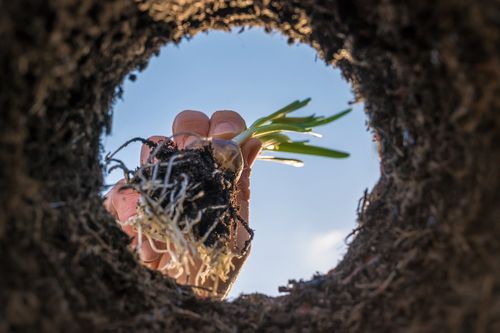 The rhizosphere - the mysterious world crucial to the future of food