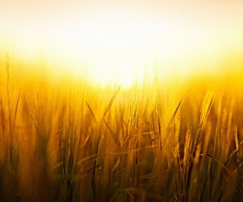 Uncovering the power of barley for plant-based innovation
