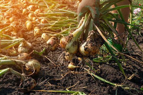 Why everyone's talking about nutrient use efficiency