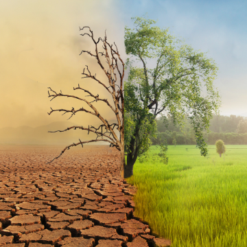 How Cities Are Preparing for Climate Shocks