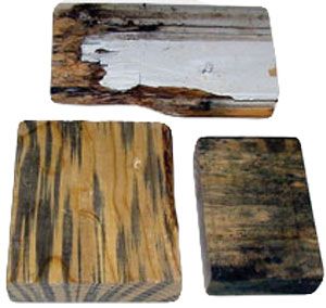 Bora-Care® with Mold-Care®