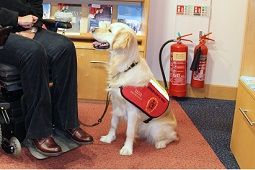 Assistance Dogs