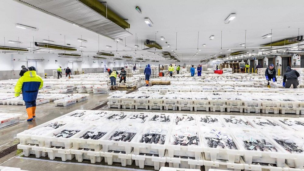 Workers sorting sustainable seafood in a large fish processing and distribution facility