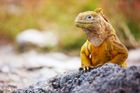 From Machu Picchu to the Galápagos Islands | 12 days