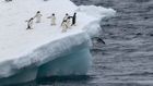 Highlights of Antarctica | 12 days