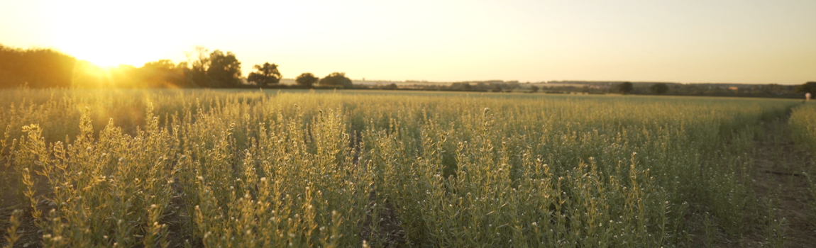 Natures Crops International