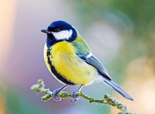 Wildlife Trusts