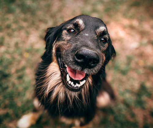 Love Your Pet and The Planet