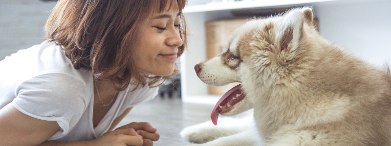 2. Spay or neuter your pets