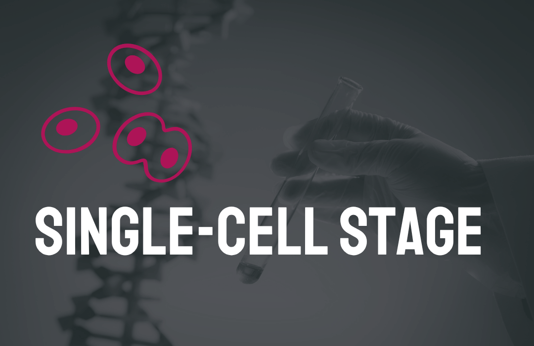 Single Cell Stage