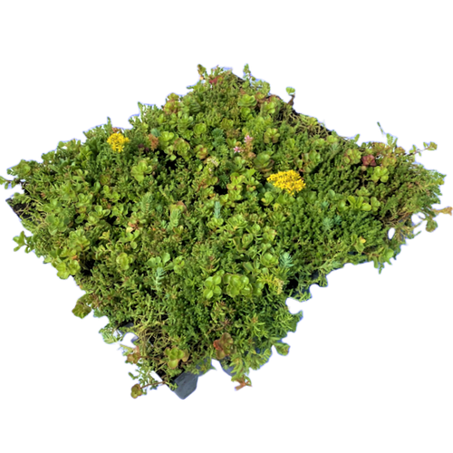 Green Roof Trays - mixed varieties