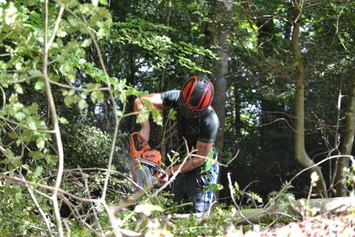 Tree Surgery - Arboriculture