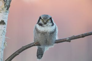 Win a weekend in Estonia.