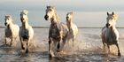 The Camargue Horses and Wildlife Workshop