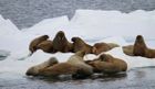 Spitsbergen Polar Bear Photography Special