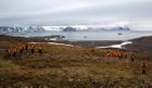 Spitsbergen Polar Bear Photography Special