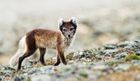 Around Svalbard with Chris Weston