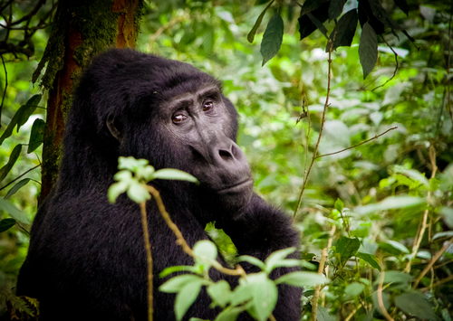 Uganda Wildlife Photography Workshop