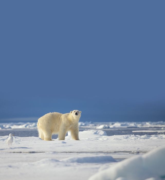 Svalbard in Depth (15 days) - Save up to 20%