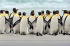 Falklands & Antarctic Peninsula (16 days) - Save up to 20%
