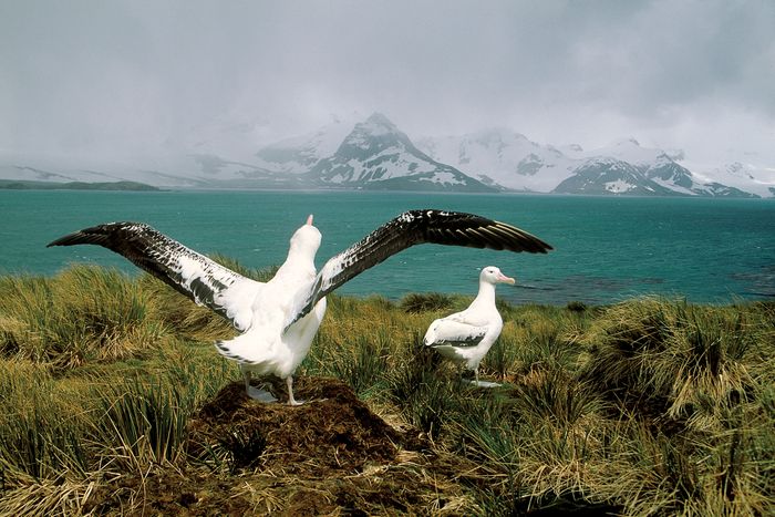 Falklands & Antarctic Peninsula (16 days) - Save up to 20%