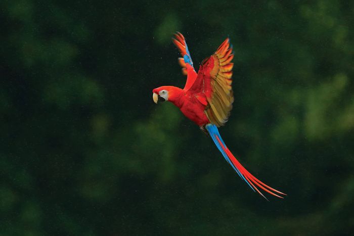 Costa Rica and The Panama Canal (15 days) - Save up to 20%