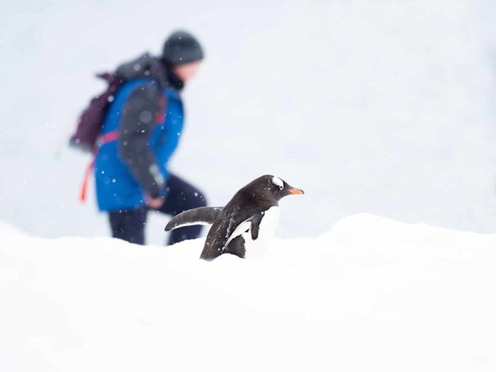 Wild Antarctica (12 days) - Save up to 20%