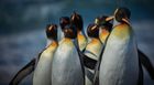 Subantarctic Safari (17 days) - Save up to 20%