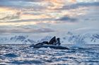 Antarctica Photography and Wildlife Expedition