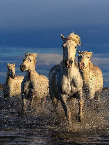 The Camargue Horses and Wildlife Workshop