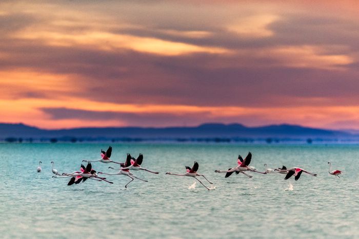 The Camargue Horses and Wildlife Workshop