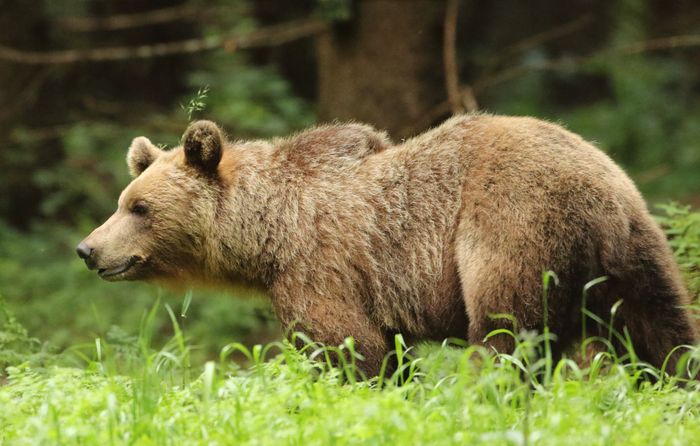 Wildlife Hides